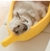 Caminha Banana Cat - 24 Box