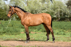Baral Watson - comprar online