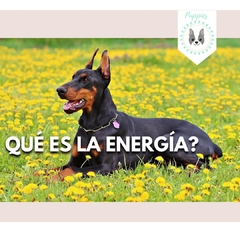 Masterclass: Qué es la energía?