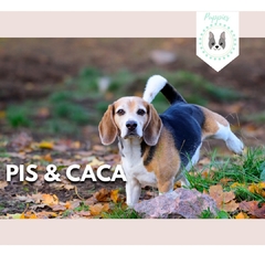 MASTERCLASS: PIS Y CACA