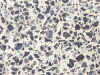 VINILO SIMIL GRANITO LÚMINA - comprar online