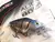 Gozio Alien - comprar online