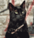 Gato teste - comprar online