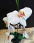 Orquídea en maceta - comprar online