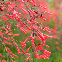 Banner de la categoría Viveros de Plantas especiales