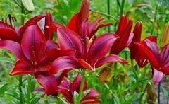 Banner de la categoría Herbáceas perennes. Proximamente