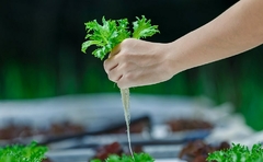Banner de la categoría Cultivos hidropónicos. Alimentos orgánicos. 