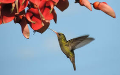 Banner de la categoría Jardin de Mariposas y Picaflores