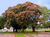 Palo borracho rosa (Ceiba speciosa) - comprar online