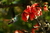 "Ceibo" Erythrina crista-galli - comprar online