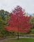 "Liquidambar" Liquidambar styraciflua - comprar online