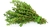 "Tomillo" Thymus vulgaris