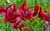 Plantas especiales