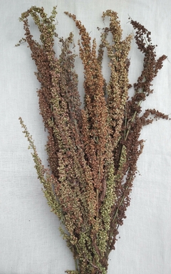 Rumex bordo