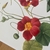 Cuadro Tropaeolum en internet