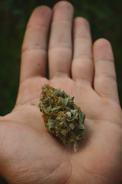 Crema de Cannabis y Ciprés 50cc - Huilén - comprar online