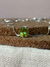 Colar Peridoto | Prata 950 - LAFEE | JOIAS