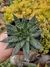 Aloe aristata