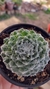 sempervivum aracnoides