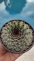 sempervivum calcareum