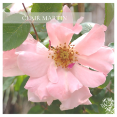 Claire Martín- Rosal floribundo claire martin- rosa trepadora rosa floribunda- clair Martín rosal- Rosal clair martin  - rosa rosa clair-Rosa Claire Matin- claire rosal -Rosal claire Martín -Martín trepadores- rosas rosas claire