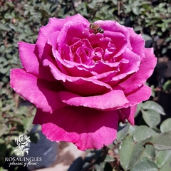 Blue parfum- rosa blue parfum- Rosal blue parfum- rosa lavanda- rosas color lavanda- rosales lilas- rosas muy perfumadas- rosales blue parfum fotos- flor malva- rosas color malva - rosales - vivero de rosas Rosal inglés- rosa floribunda blue parfum- meill