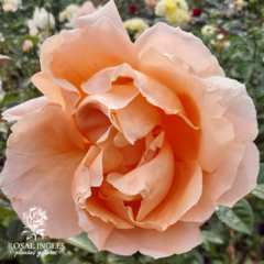 ABBAYE DE CLUNY-Floribunda
