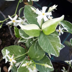 JAZMIN DE LECHE variegado- Cubresuelo