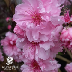 PRUNUS PERSICA PINK