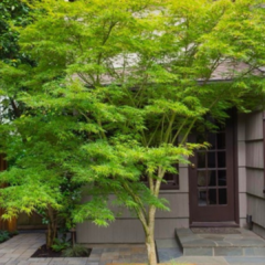 ACER PALMATUM JAPONES