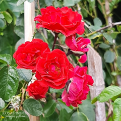 rosa orange triumph- rosal trepador rococo rojo- rosales trepadores- planta de rosas- orange triumph rose- climbing roses- rosas floribunda- rosas poliantha- rosas rococo- planta de rosales rojos- rosas rojas- rosas miniatura- vivero de rosas- vivero rosa