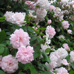 Cecile brunner- rosa ceceile brunner- rosa rococo rosa- rosa polyantha- rosa trepadora cecile brunner- rosa sesit bruner- rosas rococo rosa- 