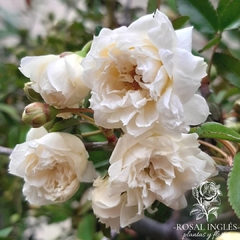 Banksier- rosa alba bank- Rosal sin espinas banksiaer- rosal valenciana- rosa alba plena-lady Banks' rose," "tombstone - "Banks' rose" - Rosa banksiaer- rosas para pergolas- rosas sin espinas- rosas trepadoras- Rosal trepador blanco- Rosal banksier- rosal
