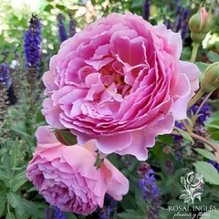 Princess alexandra of Kent- rosa princess alexandra of Kent- rosal Inglés princesa Alejandra- princess alexandra of Kent roses- David Austin roses- rosas inglesas- rosa princesa alexandra of Kent- rosales- plantas de rosas- venta de rosales ingleses- flor