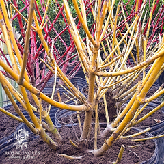Imagen de CORNUS SANGUINEA