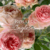Banner de Rosal Inglés
