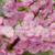 Banner de Rosal Inglés