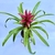 Bromélia Flor Roxa - comprar online