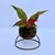 Aglaonema Mini na internet