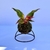Aglaonema Mini - comprar online