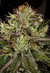 OG Kush Auto - Humboldt Seeds - comprar online