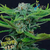 ADN Seeds Super Skunk Auto x3