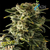 ADN Seeds Deep Haze Auto