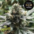 R-Kiem Seeds Eli
