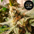R-Kiem Seeds Gala CBD