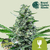 Royal Queen Seeds Royal Critical Auto