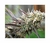 Ice Cream Cake Fast Flowering - Humboldt Seeds - comprar online