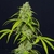 ORANGE KUSH AUTO - Eva Seeds - comprar online