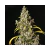 MONSTER - Eva Seeds - comprar online