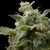 Super Hash - Pyramid Seeds - comprar online